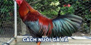 Cách Nuôi Gà Đá | Kinh Nghiệm Và Kỹ Năng Chăm Sóc Chu Đáo