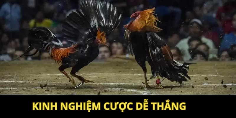 Kinh nghiệm cá cược tại sảnh đá gà ICF